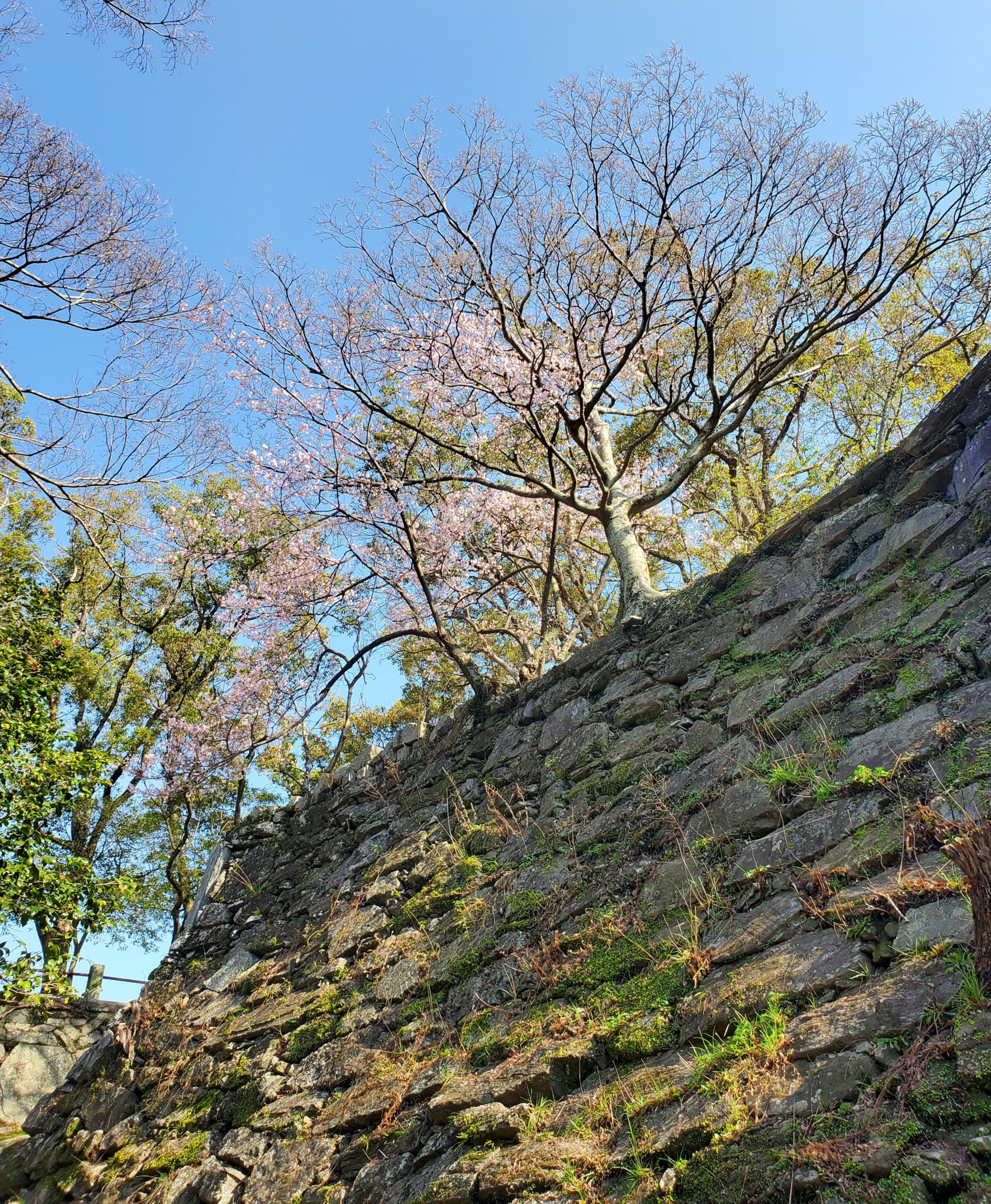 徳島城跡の春🌸