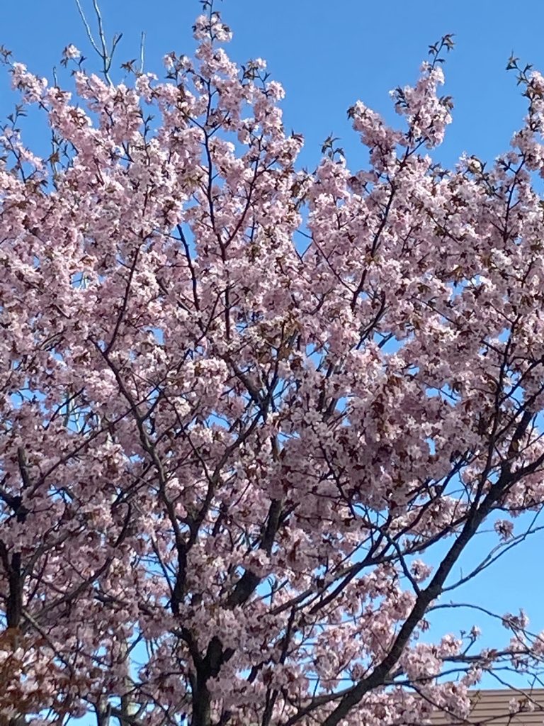 今日の桜 ✿