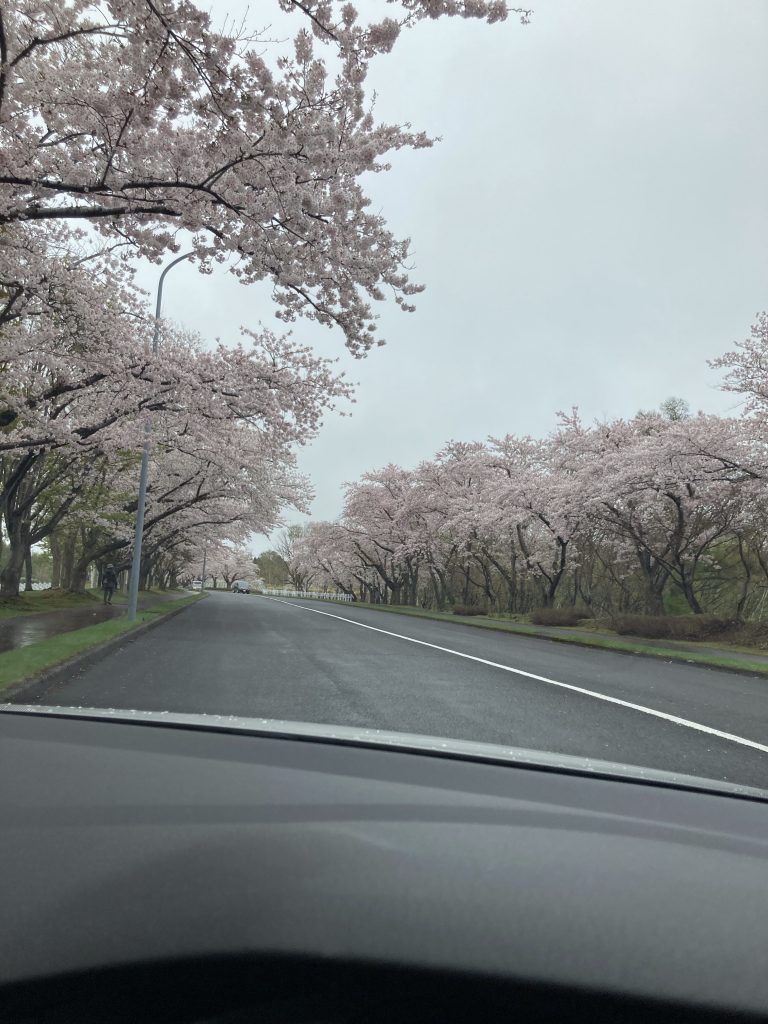休みの日…桜🌸